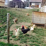 Formegg Apartmán