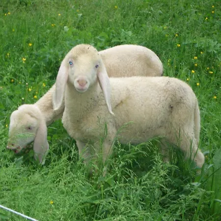 Formegg Hopfgarten im Brixental