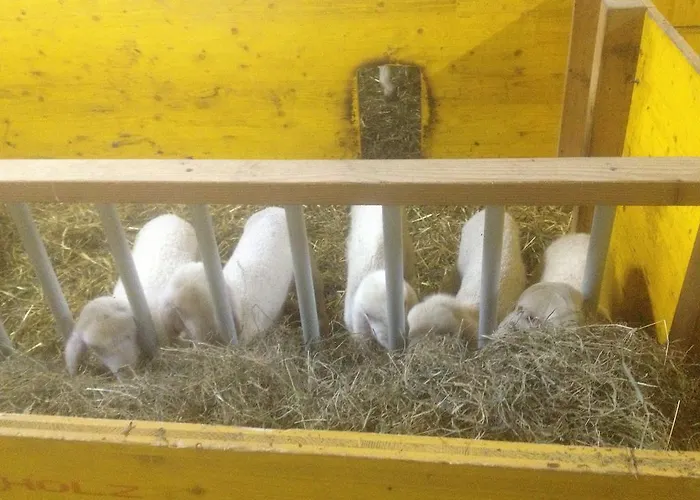 Apartment Formegg Hopfgarten im Brixental